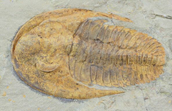 Excellent, Cambropallas Trilobite - Not Restored #58932